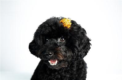 机甲武士出阵！《百万吨级武藏》发布热血OP预告